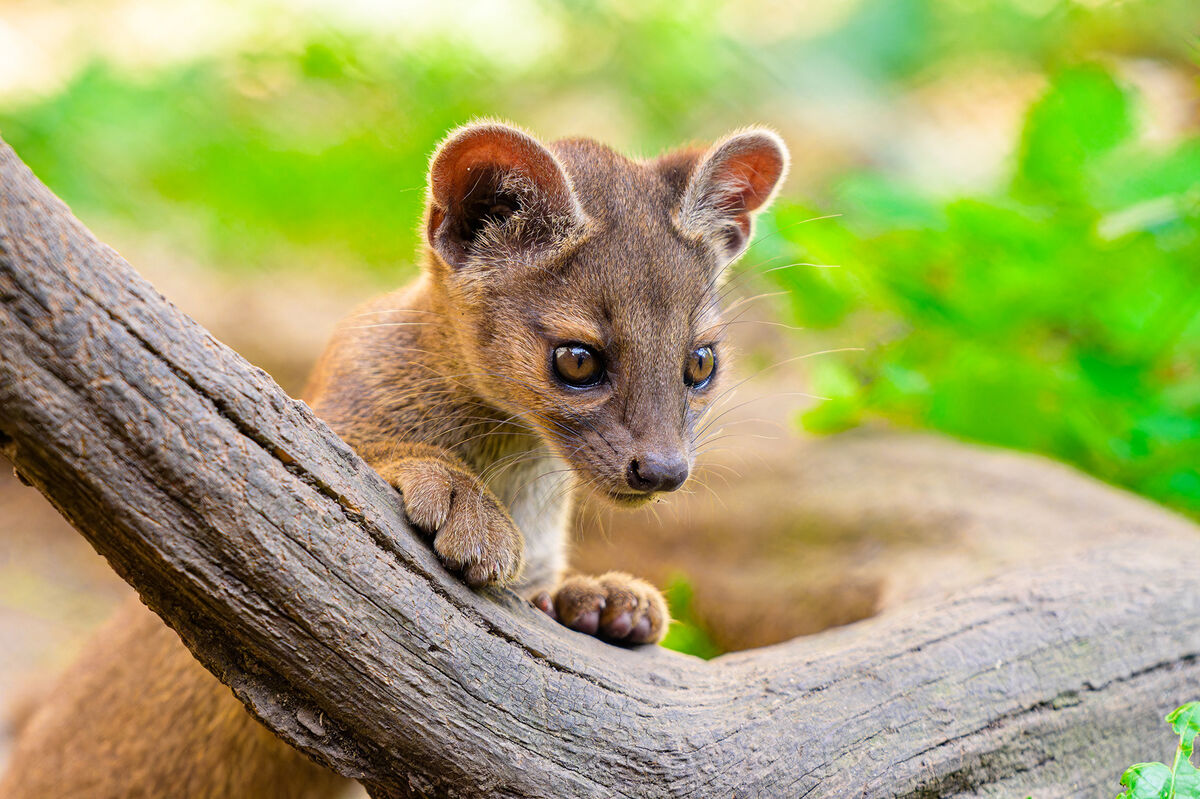 Ein kleines Fossajunges steht mit den Vorderpfoten auf einem großen Ast im Grünen.