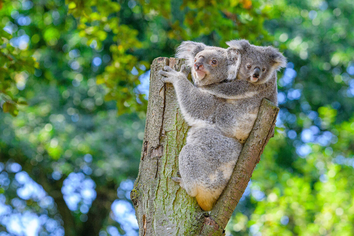 Ein Koala trägt ein Junges auf dem Rücken und sitzt in einer Astgabel vor einem Baum.