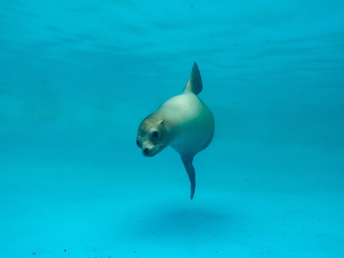 Ein Seelöwe im Wasser