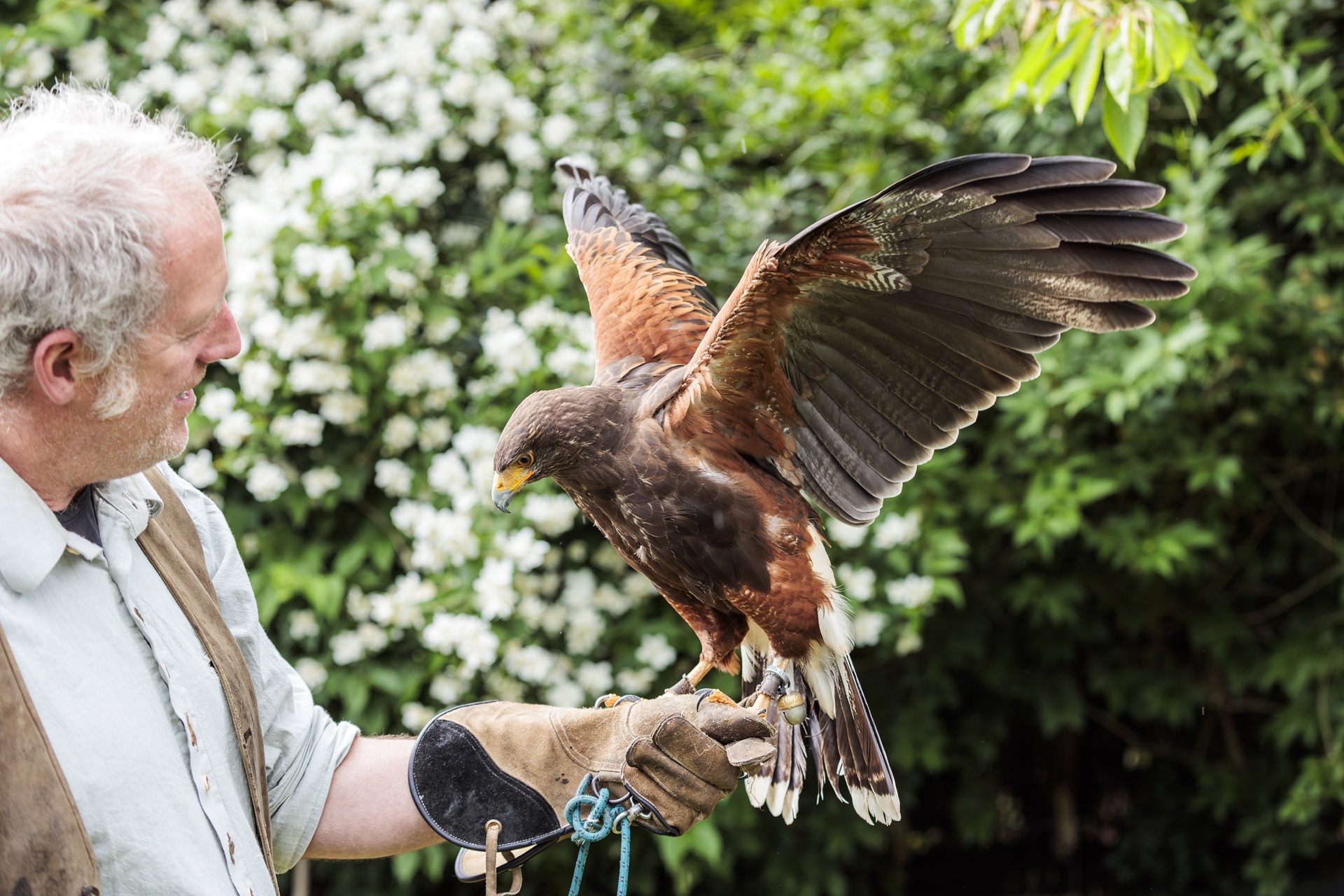 Links ein Mann im hellen Hemd, sein linker Arm steckt in einem Lederhandschuh, auf dem ein Greifvogel sitzt. Der Mann schaut den Vogel an.